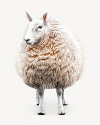 Sheep image element