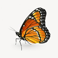 Orange Monarch butterfly isolated design
