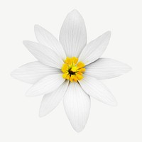 Bloodroot flower Sanguinaria canadensis design element psd