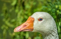 Guard goose, farm animal sculpture.