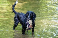 Damp domestic animal black dog.