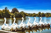 White swan, pedal boats, Mote park, Maidstone.