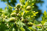 Acorns oak tree, green branches.