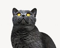 Gray cat looking up isolated design