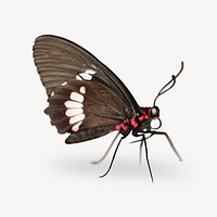 Black butterfly isolated design