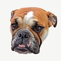 Bulldog sitting   collage element psd