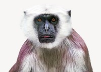 Monkey isolated image