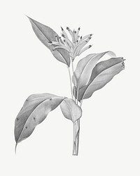 Black and white plant illustration design element psd