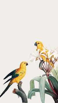 Birds vintage illustration iPhone wallpaper