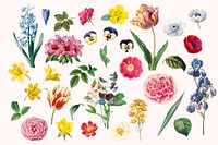 Colorful flower illustration set