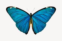 Blue butterfly isolated design