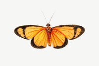 Orange butterfly collage element psd