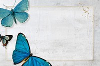 Butterfly frame wall texture background