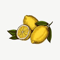 Lemon vintage illustration, collage element psd