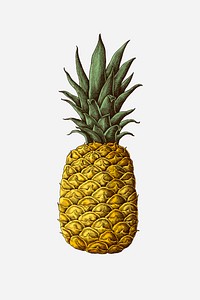 Fresh pineapple illustration, collage element psd