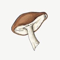 Mushroom vintage illustration, collage element psd