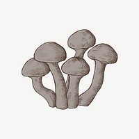 Mushroom vintage illustration, collage element psd