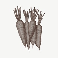 Carrots vintage illustration, collage element psd