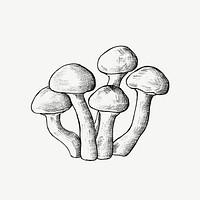 Mushroom vintage illustration, collage element psd