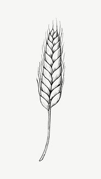 Wheat vintage illustration, collage element psd