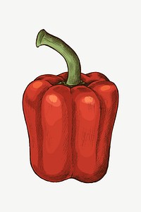 Bell pepper vintage illustration, collage element psd