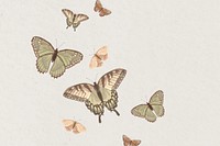 Aesthetic butterfly illustration background