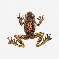 Frog illustration. Free public domain CC0 image.