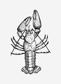 Vintage lobster animal clip art vector. Free public domain CC0 image.