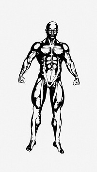 Muscular body sketch clip art vector. Free public domain CC0 image.