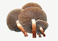 Mushrooms collage element psd