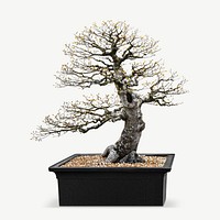 Bonsai Japanese pot plant collage element psd