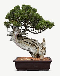 Bonsai tree in pot collage element psd