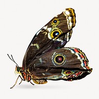 Owl butterfly isolated image on white