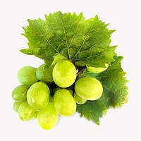 Green grapes, isolated image