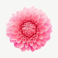 Pink dahlia collage element psd