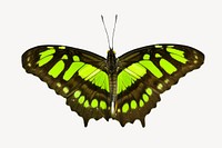 Green butterfly isolated image on white
