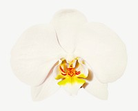 White orchid flower collage element psd 