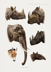 Vintage animal illustrations. Digitally enhanced from our own 1900 edition of The Great and Small Game of India, Burma, & Tibet by Richard Lydekker.