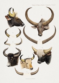 Wildlife lithography. Digitally enhanced from our own 1900 edition of The Great and Small Game of India, Burma, & Tibet by Richard Lydekker.