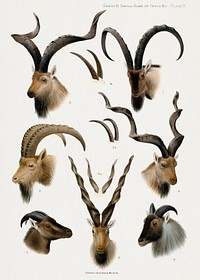 Vintage animal illustrations. Digitally enhanced from our own 1900 edition of The Great and Small Game of India, Burma, & Tibet by Richard Lydekker.