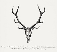 Stag skull drawing, wildlife print. Digitally enhanced from our own 1900 edition of The Great and Small Game of India, Burma, & Tibet by Richard Lydekker.