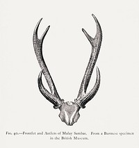 Deer skull drawing, wildlife print. Digitally enhanced from our own 1900 edition of The Great and Small Game of India, Burma, & Tibet by Richard Lydekker.