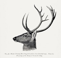 Vintage deer illustration, animal drawing. Digitally enhanced from our own 1900 edition of The Great and Small Game of India, Burma, & Tibet by Richard Lydekker.