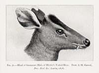 Tufted deer, animal lithograph. Digitally enhanced from our own 1900 edition of The Great and Small Game of India, Burma, & Tibet by Richard Lydekker.