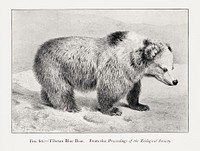 Vintage bear illustration. Digitally enhanced from our own 1900 edition of The Great and Small Game of India, Burma, & Tibet by Richard Lydekker.