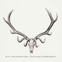 Elk skull drawing, wildlife print. Digitally enhanced from our own 1900 edition of The Great and Small Game of India, Burma, & Tibet by Richard Lydekker.