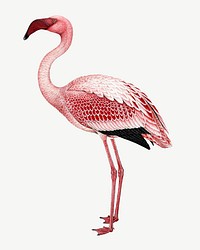 Flamingo  collage element, vintage illustration psd. Remixed by rawpixel. 