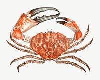 Crab  collage element, vintage illustration psd. Remixed by rawpixel. 