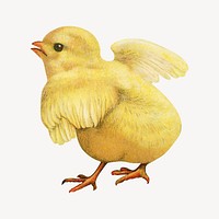 Chick vintage illustration. Remixed by rawpixel. 