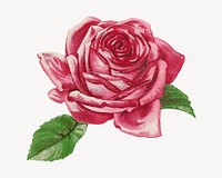 Vintage pink rose chromolithograph art. Remixed by rawpixel. 